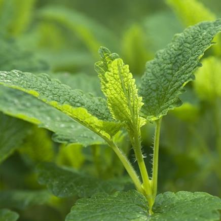 Natural active Lemon Balm